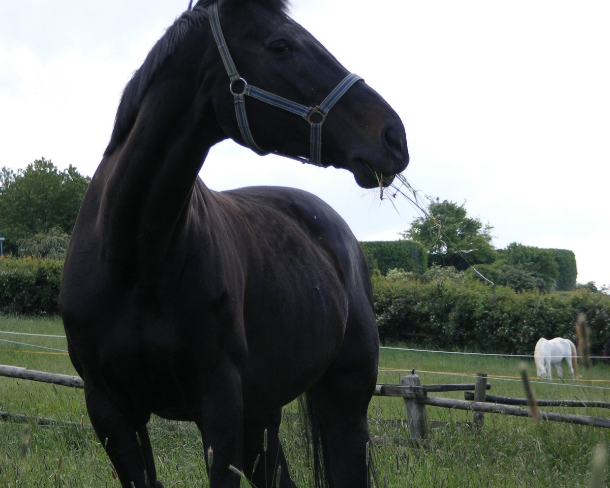 jumper Tasmanian Devil (KWPN (Royal Dutch Sporthorse), 1988, from Kronenkranich xx)