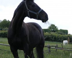 Springpferd Tasmanian Devil (KWPN (Niederländisches Warmblut), 1988, von Kronenkranich xx)