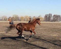 dressage horse Lavinia 198 (Hanoverian, 2006, from Lauries Crusador xx)