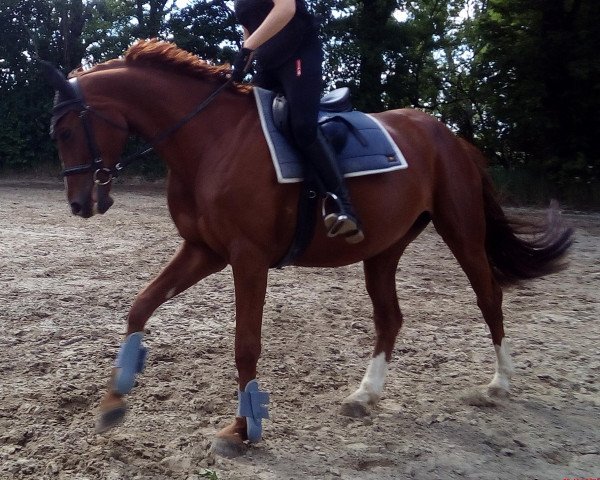 Zuchtstute First Lady Una (Deutsches Sportpferd, 2015, von Lahnstein 4)