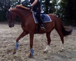 broodmare First Lady Una (German Sport Horse, 2015, from Lahnstein 4)