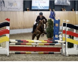 jumper Piccasso 16 (German Riding Pony, 2014, from Pikachu)