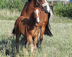 broodmare Pilotin Paula R (German Sport Horse, 2018, from Pilot's Letzter)