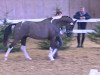 stallion Monaco (Westphalian, 2016, from Moses)