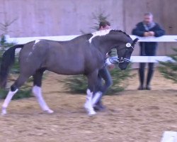 stallion Monaco (Westphalian, 2016, from Moses)