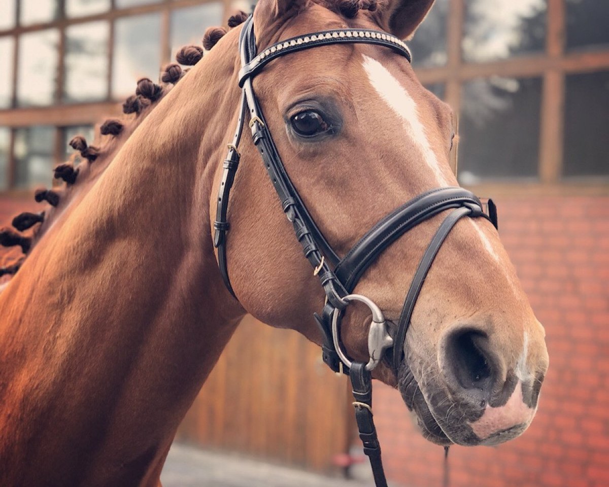 Pferd Williams Gold (Hannoveraner, 1994, von Weltmeyer)