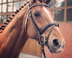 horse Williams Gold (Hanoverian, 1994, from Weltmeyer)