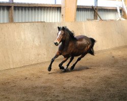 Zuchtstute Daisy (Deutsches Reitpony, 1993, von Gerardus)