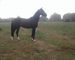 dressage horse Fuego 150 (Hanoverian, 2013, from Fidertanz)