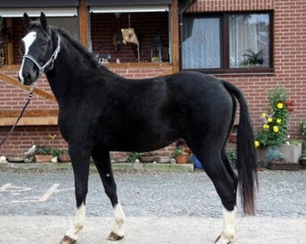 dressage horse Brentamo B (Hanoverian, 2008, from Ballettmeister)