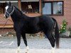 dressage horse Brentamo B (Hanoverian, 2008, from Ballettmeister)