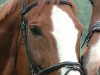 broodmare World Lady (Hanoverian, 1991, from World Cup III)