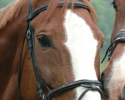 broodmare World Lady (Hanoverian, 1991, from World Cup III)