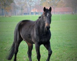 dressage horse Leon Löwenherz 3 (Westphalian, 2009, from Laureus NRW)