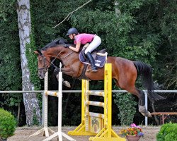 jumper Oklahoma 24 (Oldenburg show jumper, 2010, from Okidoki van T Gelutt Z)