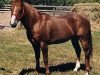 stallion Doc o Dude (Quarter Horse, 1978, from Doc OLena)