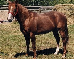 Deckhengst Doc o Dude (Quarter Horse, 1978, von Doc OLena)