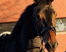 dressage horse Desotho 2 (Oldenburg, 2010, from Desperados FRH)