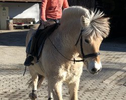 horse Donor (Fjord Horse, 2008, from Dexter)