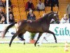 broodmare Scheherazade 6 (German Sport Horse, 2014, from Muppet McArthur)