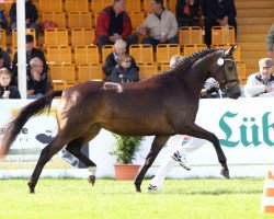 broodmare Scheherazade 6 (German Sport Horse, 2014, from Muppet McArthur)