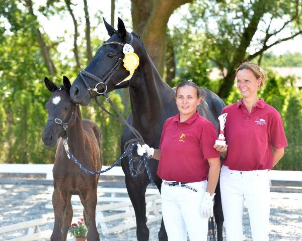 broodmare Darline (Hanoverian, 2011, from Don Bolero 3)