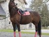 broodmare Camilla 132 (Oldenburg show jumper, 2009, from Colman)