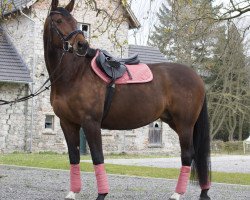 broodmare Camilla 132 (Oldenburg show jumper, 2009, from Colman)