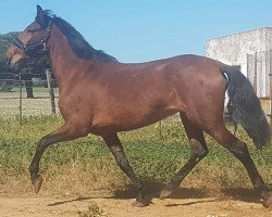 horse Ranchera (Pura Raza Espanola (PRE), 2012)