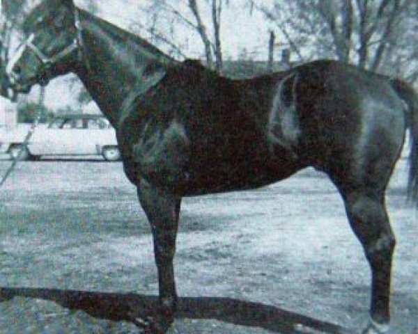 Deckhengst Tinky Poo (Quarter Horse, 1949, von Wayward Irving)