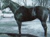 stallion Tinky Poo (Quarter Horse, 1949, from Wayward Irving)