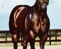 Deckhengst Tardee Impressive (Quarter Horse, 1982, von Impressive)