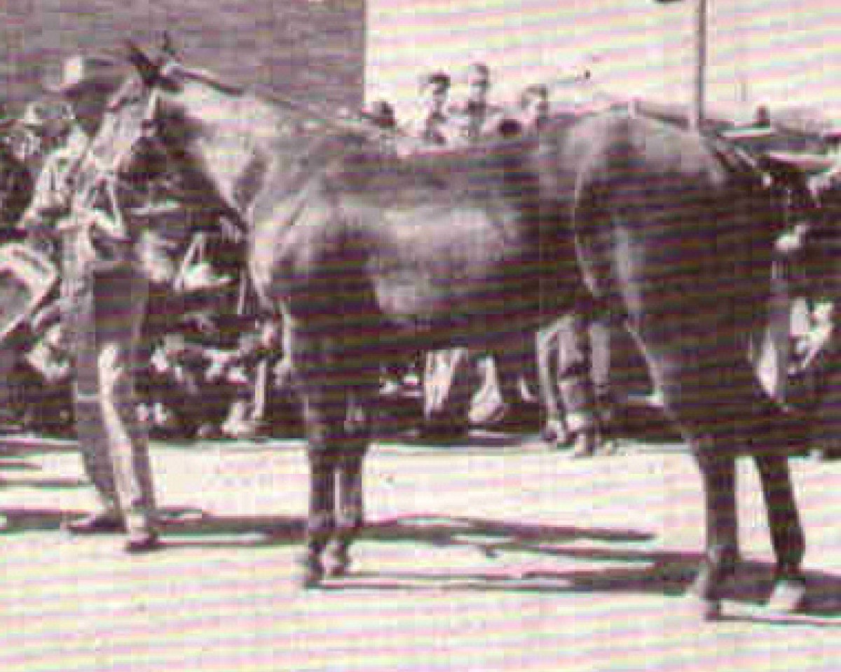 stallion Hickory Red (Quarter Horse, 1944, from Macanudo)