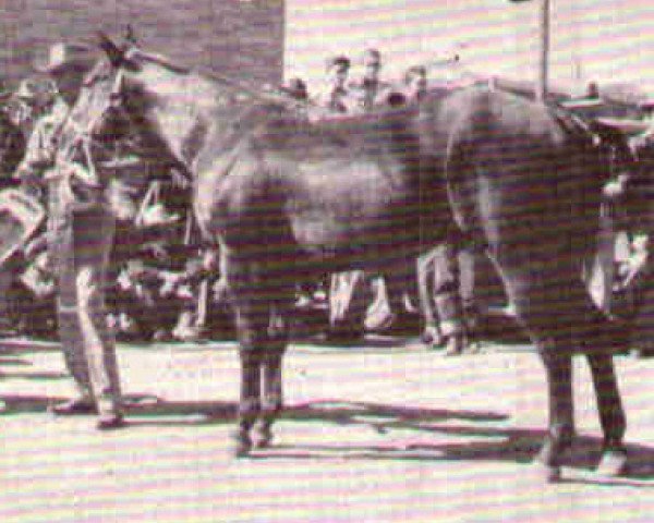 Deckhengst Hickory Red (Quarter Horse, 1944, von Macanudo)