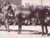 Deckhengst Hickory Red (Quarter Horse, 1944, von Macanudo)