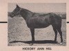 Zuchtstute Hickory an Hill (Quarter Horse, 1951, von Hickory Red)