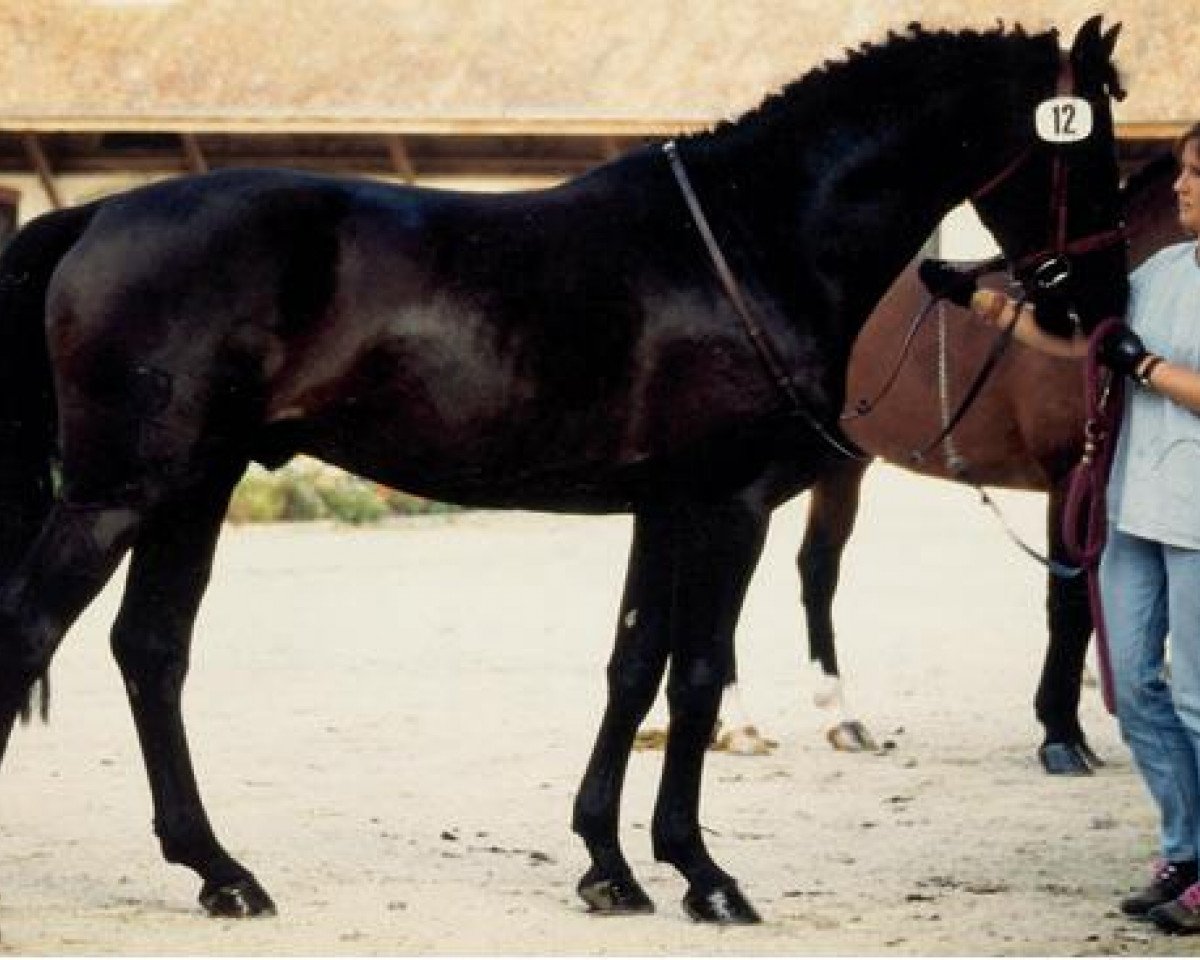 Deckhengst Chiron CH (Schweizer Warmblut, 1991, von Calando II)