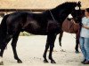 Deckhengst Chiron CH (Schweizer Warmblut, 1991, von Calando II)