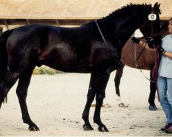 Deckhengst Chiron CH (Schweizer Warmblut, 1991, von Calando II)