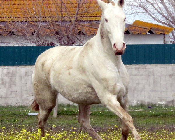 Pferd Fenix (Lusitano, 2010)