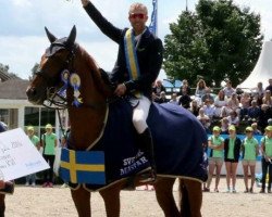 Springpferd Manick (Schwedisches Warmblut, 2007, von Manhattan)