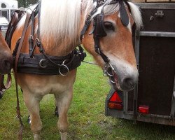 horse Willoc (Haflinger, 2000, from Wallenstein (1,57% ox))