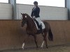 dressage horse Dolce Vita (Hanoverian, 2017, from Dressage Royal)