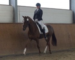 dressage horse Dolce Vita (Hanoverian, 2017, from Dressage Royal)