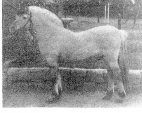 stallion Björgus (Fjord Horse, 1955, from Bjørgar F (He) 27)