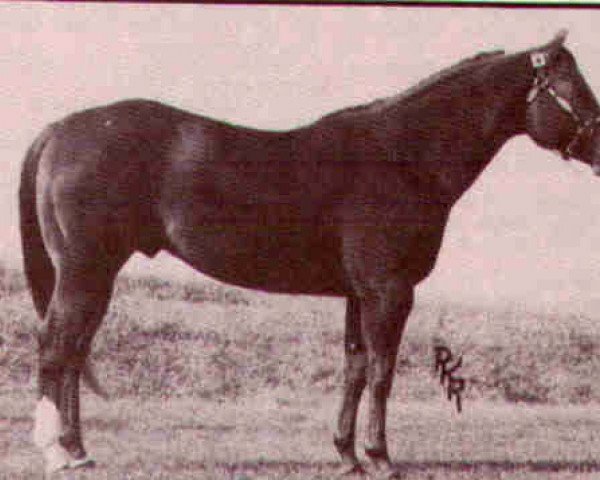 Deckhengst Impressem Leo (Quarter Horse, 1976, von Impressive)