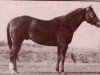 Deckhengst Impressem Leo (Quarter Horse, 1976, von Impressive)