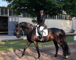 dressage horse Heartbreaker T (Hanoverian, 2008, from His Highness)