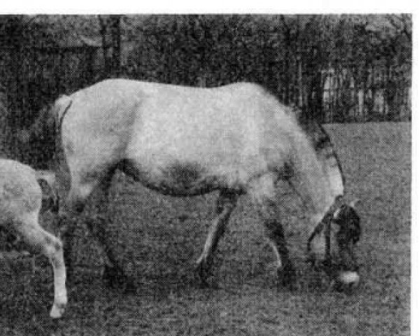 horse Flicka F(HE)S 30 (Fjord Horse,  , from Prins Hans DN.89)