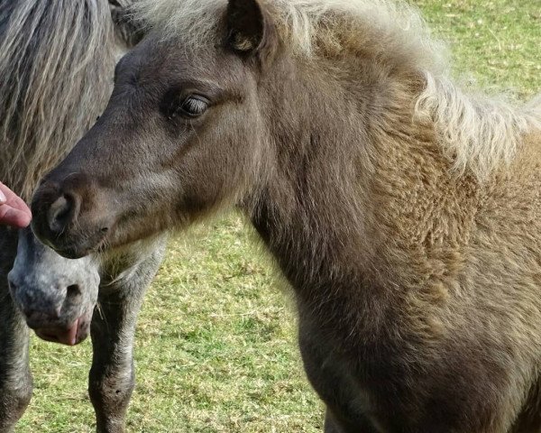 Pferd Raleo von Kuhl (Dt.Part-bred Shetland Pony, 2018, von Rio Blue von Uda)